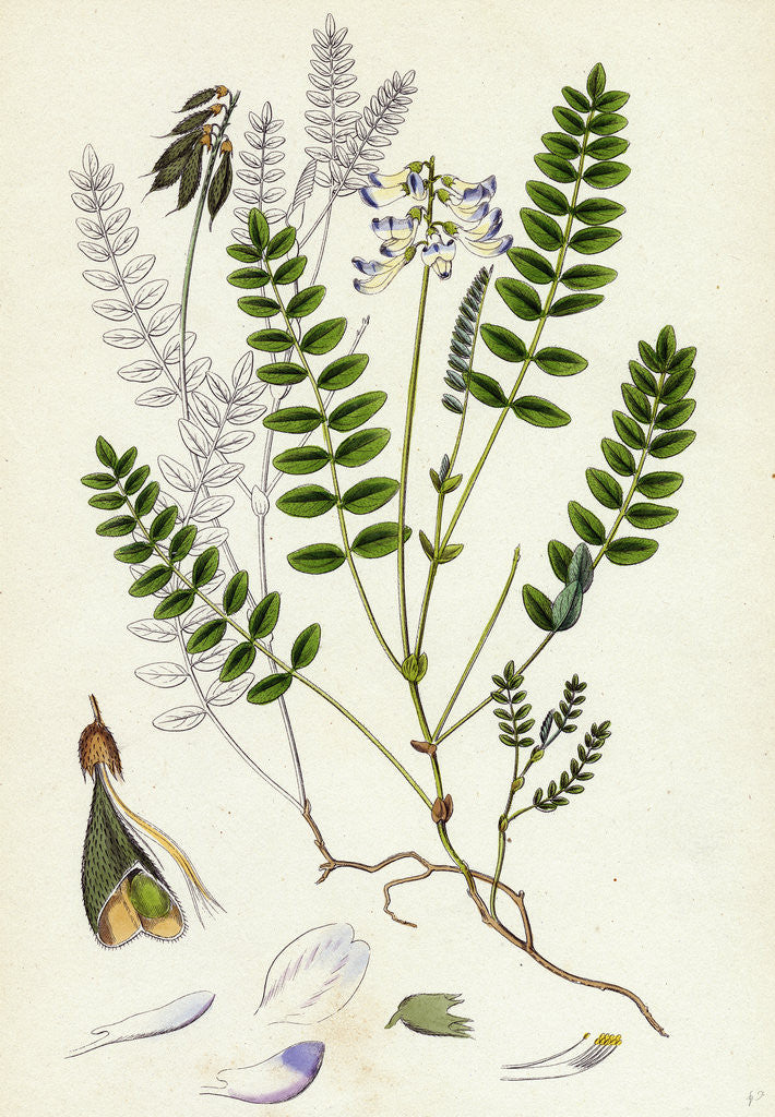Detail of Astragalus Alpinus Alpine Milk-Vetch by Anonymous