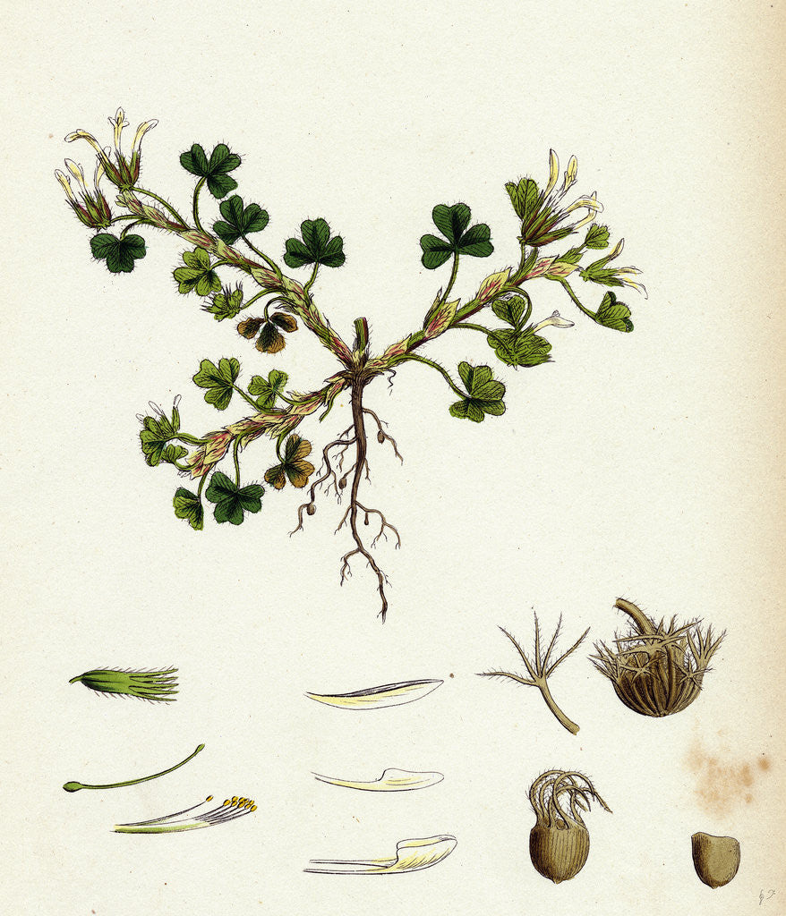 Detail of Trifolium Subterraneum Subterranean Trefoil by Anonymous