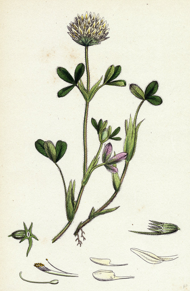 Detail of Trifolium Ochroleucum Sulphur-Coloured Trefoil by Anonymous