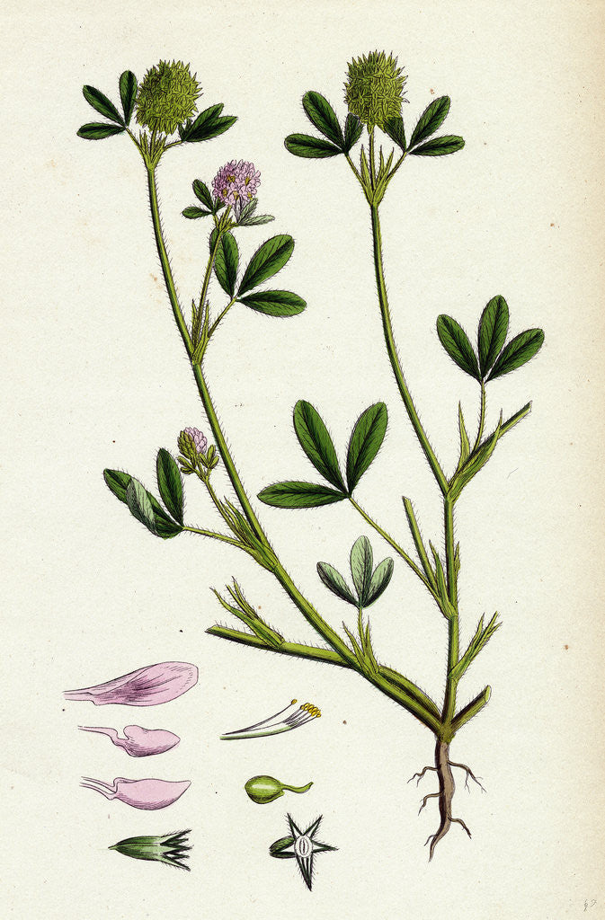 Detail of Trifolium Maritimum Teasel-Headed Trefoil by Anonymous