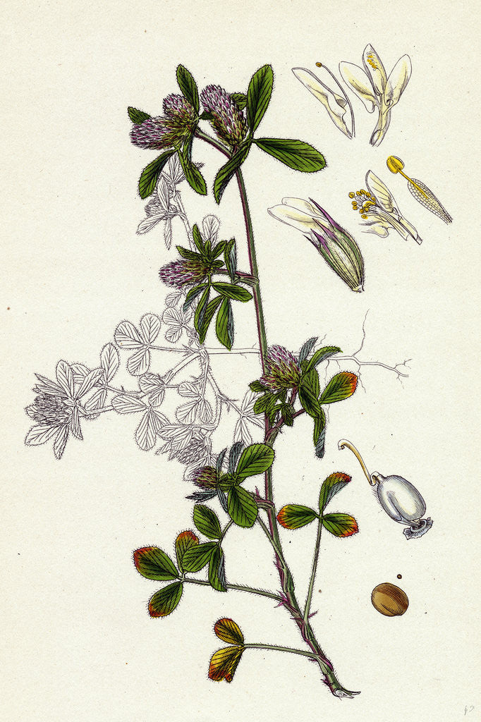 Detail of Trifolium Bocconi Boccone's Trefoil by Anonymous