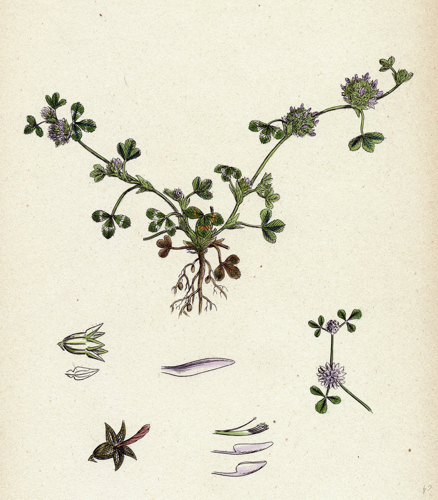 Detail of Trifolium Glomeratum Smooth Round-Headed Trefoil by Anonymous