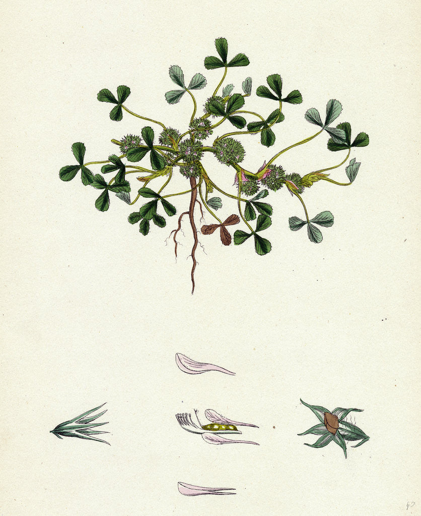 Detail of Trifolium Suffocatum Dense-Flowered Trefoil by Anonymous