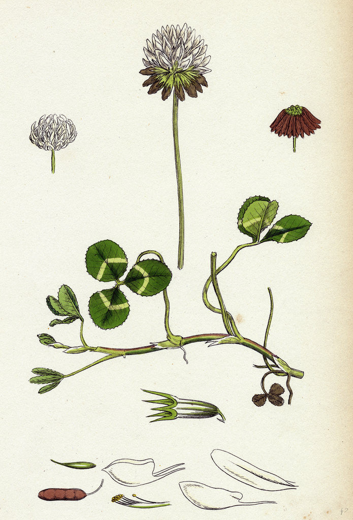 Detail of Trifolium Repens White Clover by Anonymous