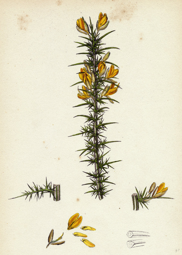 Detail of Ulex Gallii Planchon's Furze by Anonymous