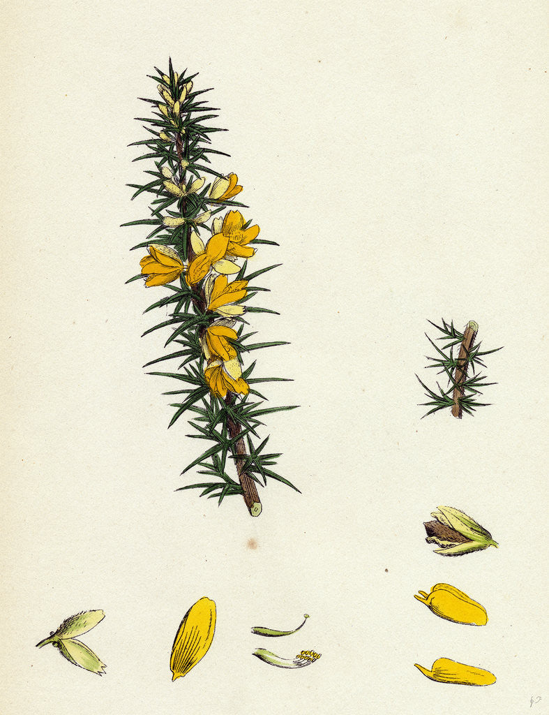 Detail of Ulex Eu-Nanus Dwarf Furze by Anonymous