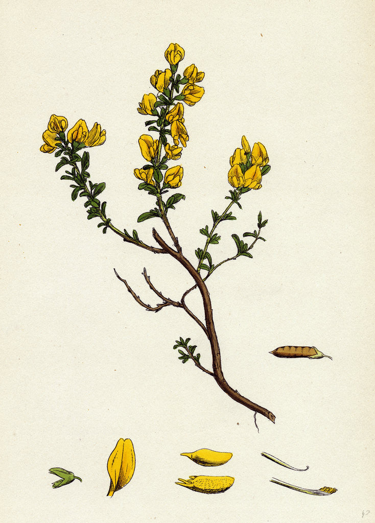 Detail of Genista Pilosa Hairy Green-Weed by Anonymous