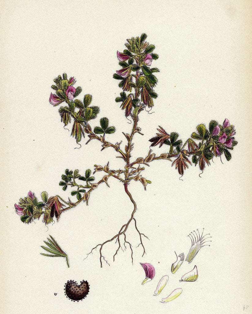 Detail of Ononis Reclinata Small Spreading Rest-Harrow by Anonymous