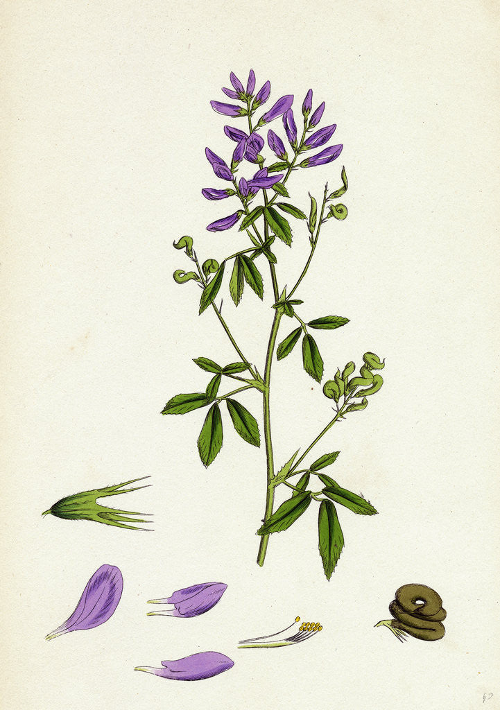 Detail of Medicago Sativa Common Lucerne by Anonymous