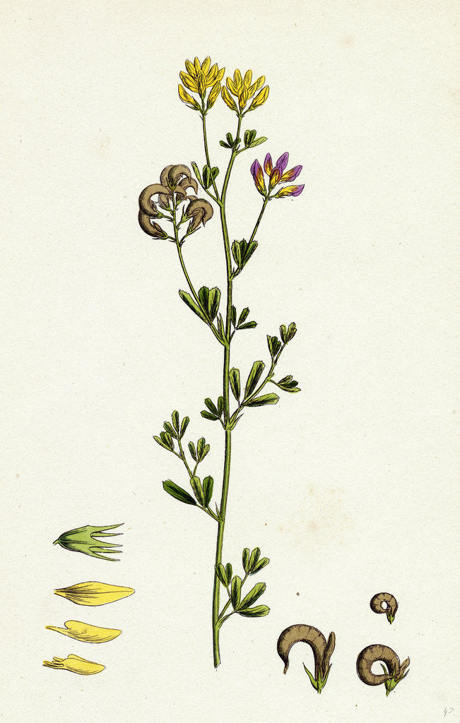 Detail of Medicago Sylvestris Fries' Lucerne by Anonymous