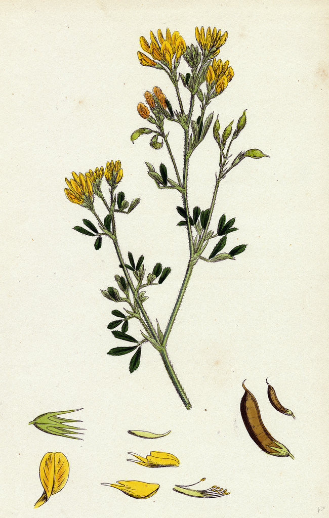 Detail of Medicago Eu-Falcata Yellow Lucerne by Anonymous