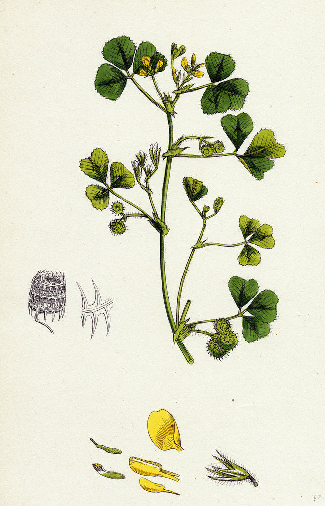Detail of Medicago Maculata Spotted Medick by Anonymous