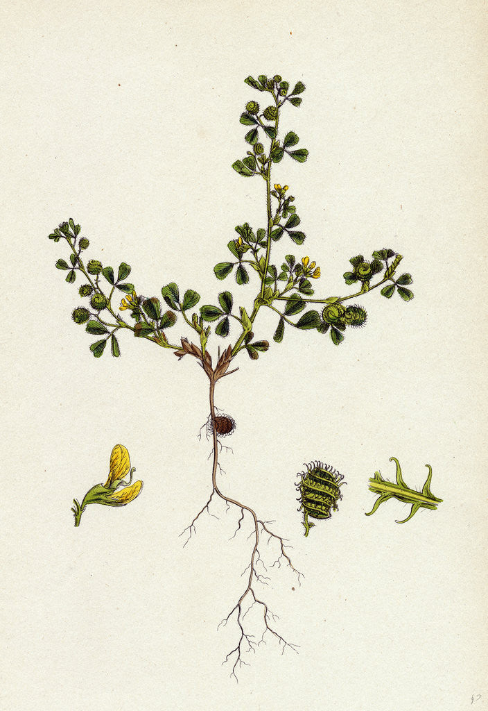 Detail of Medicago Minima Little Bur Medick by Anonymous