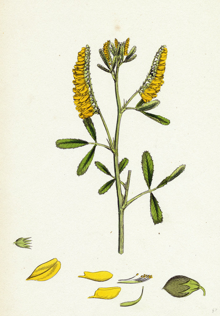 Detail of Melilotus Officinalis Common Melilot by Anonymous