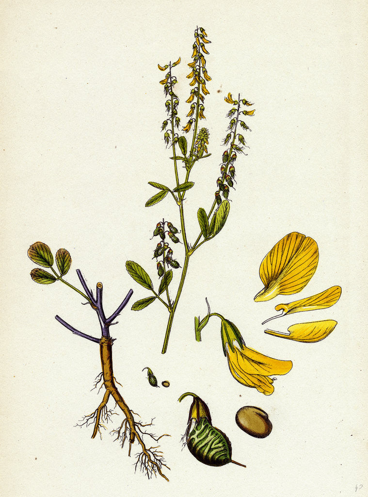 Detail of Melilotus Arvensis Field Melilot by Anonymous