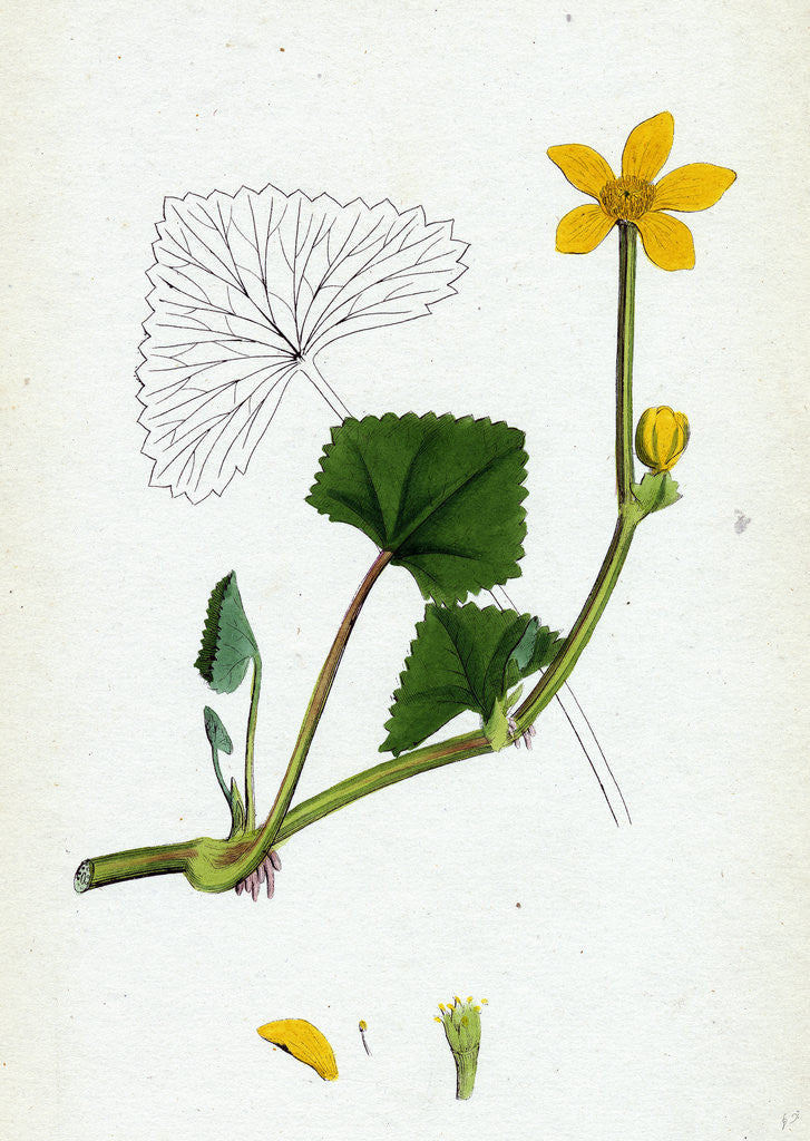 Detail of Caltha Radicans Creeping Marsh-Marygold by Anonymous