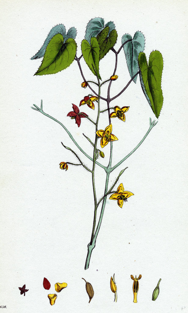 Detail of Epimedium Alpinum Alpine Barren Wort by Anonymous
