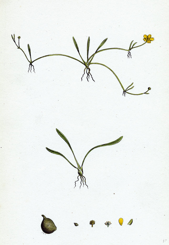 Detail of Ranunculus Reptans Creeping Spearwort by Anonymous