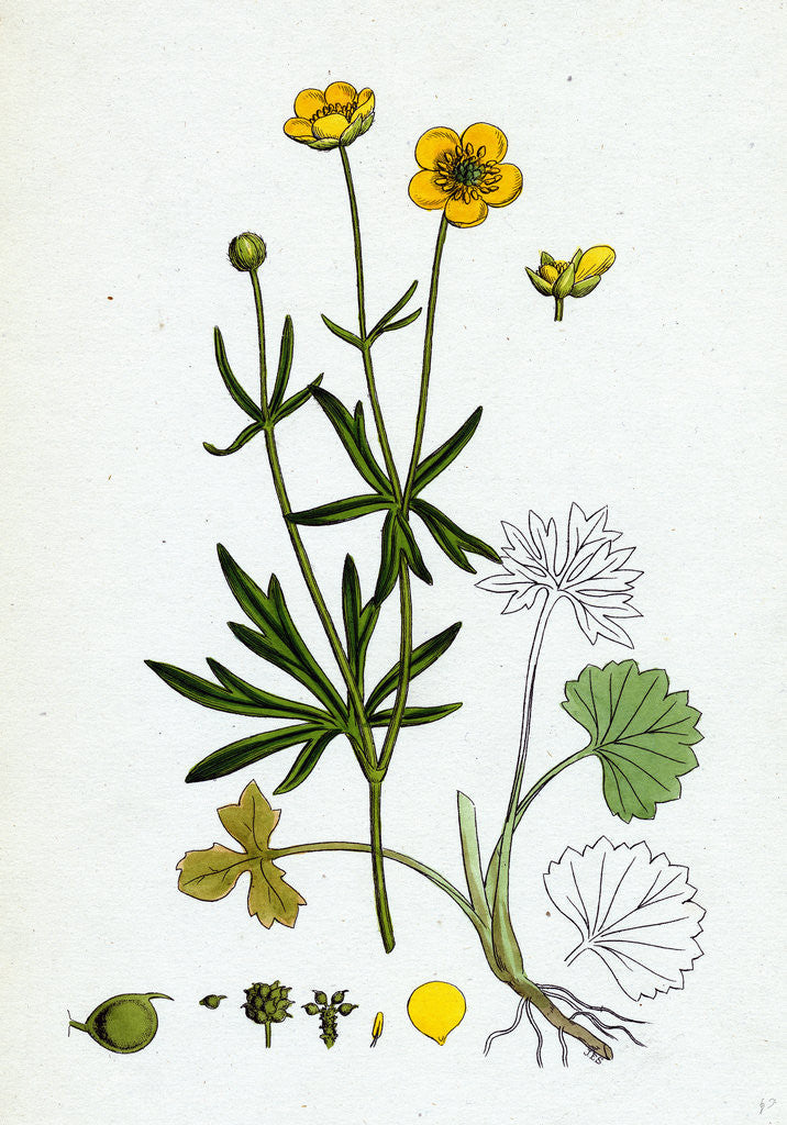 Detail of Ranunculus Auricornus Wood Crowfoot by Anonymous