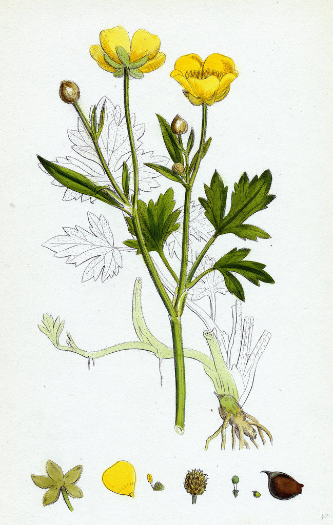 Detail of Ranunculus Repens Creeping Crowfoot by Anonymous