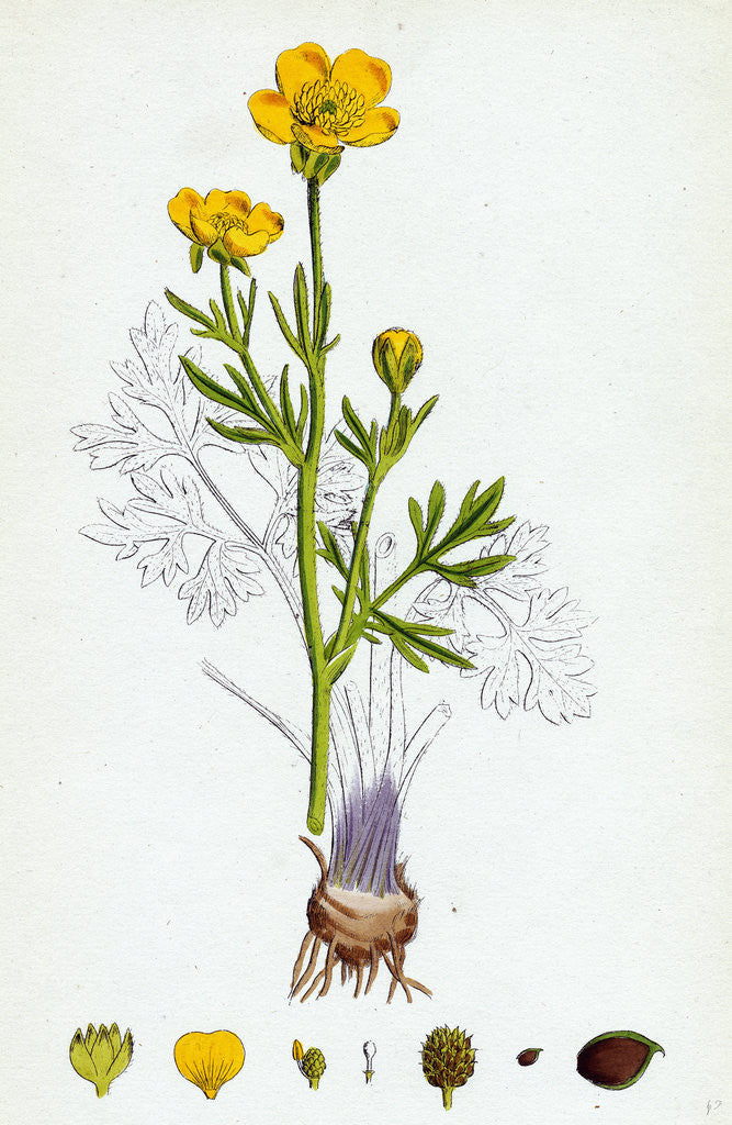 Detail of Ranunculus Bulbosus Bulbous Crowfoot by Anonymous