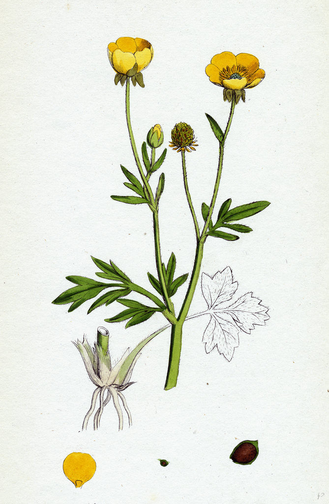 Detail of Ranunculus Hirsutus Hairy Crowfoot by Anonymous