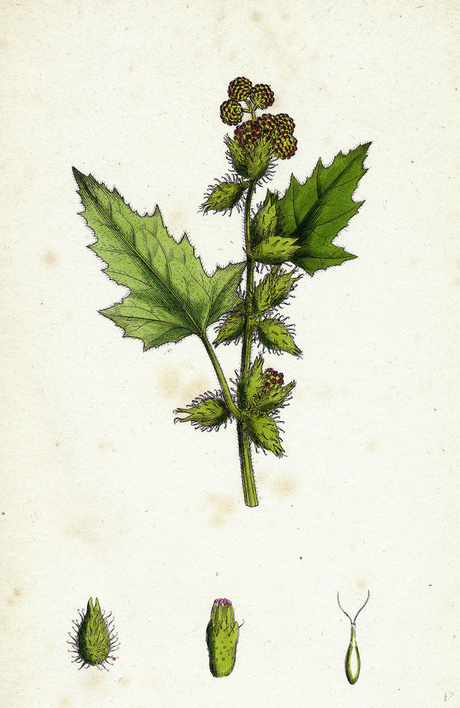 Detail of Xanthium Strumarium Common Bur-Marygold by Anonymous