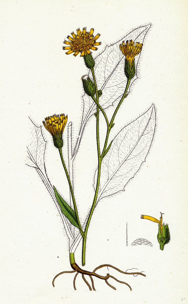 Detail of Hieracium Vulgatum Wood Hawkweed by Anonymous