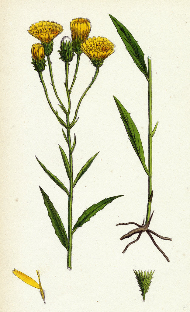Detail of Hieracium Umbellatum Narrow-Leaved Hawkweed by Anonymous