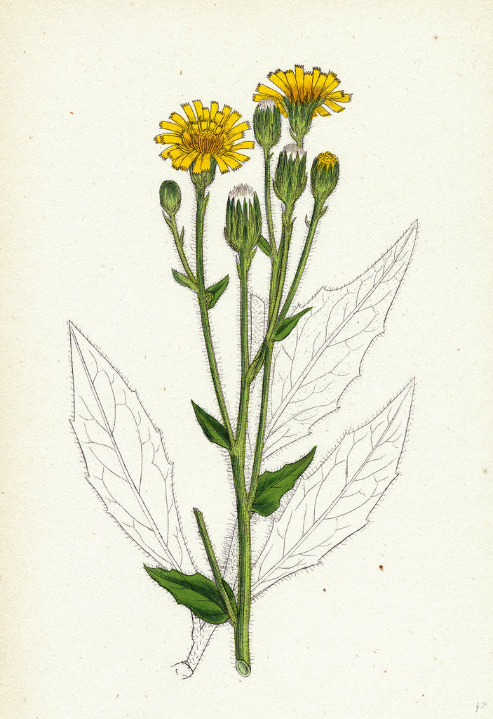 Detail of Hieracium Boreale Broad-Leaved Hawkweed by Anonymous
