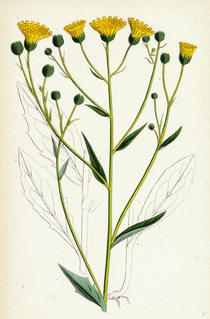 Detail of Hieracium Corymbosum Corymbose Hawkweed by Anonymous