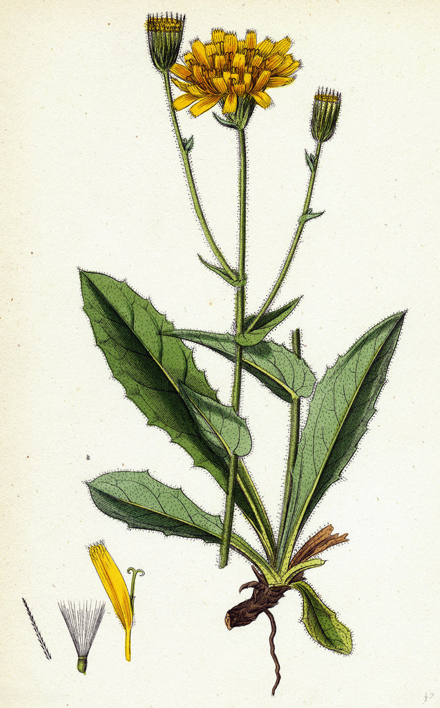 Detail of Hieracium Amplexicaule Amplexicaul-Leaved Hawkweed by Anonymous