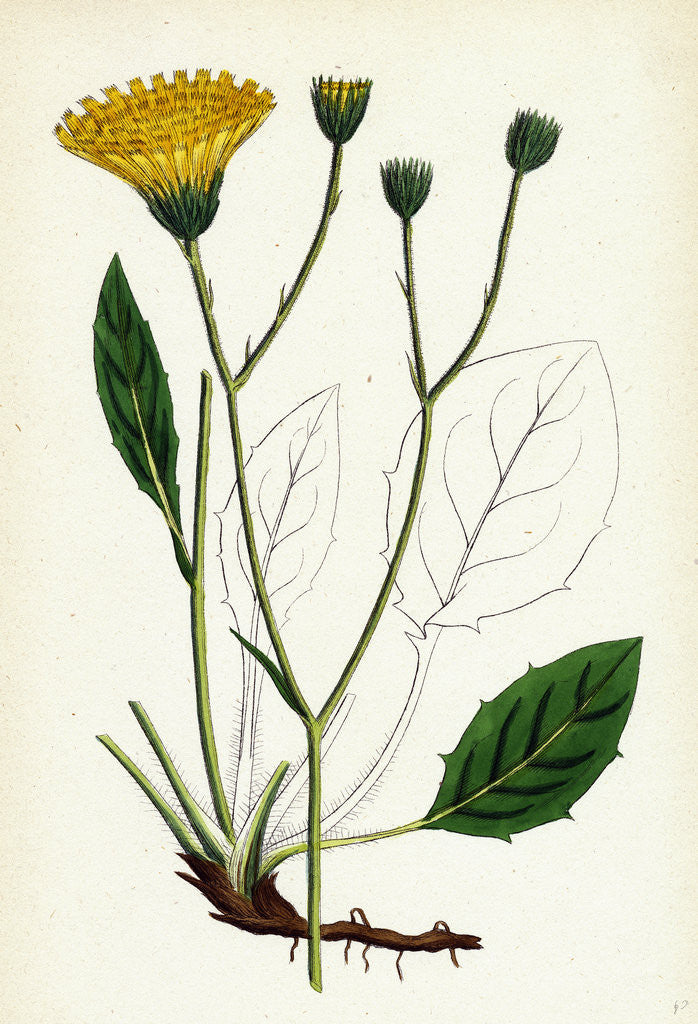 Detail of Hieracium Anglicum Var. Genuinum English Hawkweed Var. A. by Anonymous