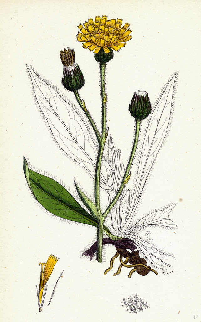 Detail of Hieracium Anglicum Var. Decipiens English Hawkweed Var. B. by Anonymous