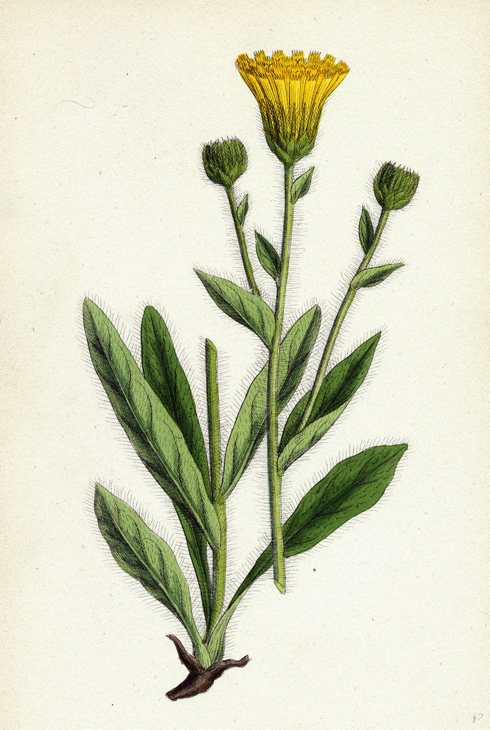 Detail of Hieracium Villosum Shaggy Hawkweed by Anonymous