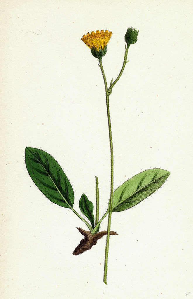 Detail of Hieracium Cinarescens Hairy-Leaved Hawkweed by Anonymous