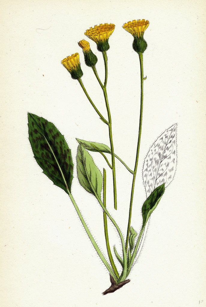 Detail of Hieracium Gibsoni Cat's-Ear Hawkweed by Anonymous