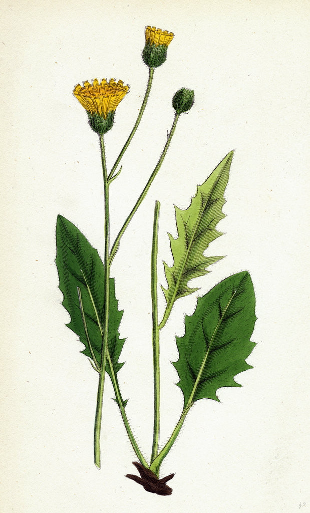 Detail of Hieracium Nitidum Scaly-Stalked Hawkweed by Anonymous