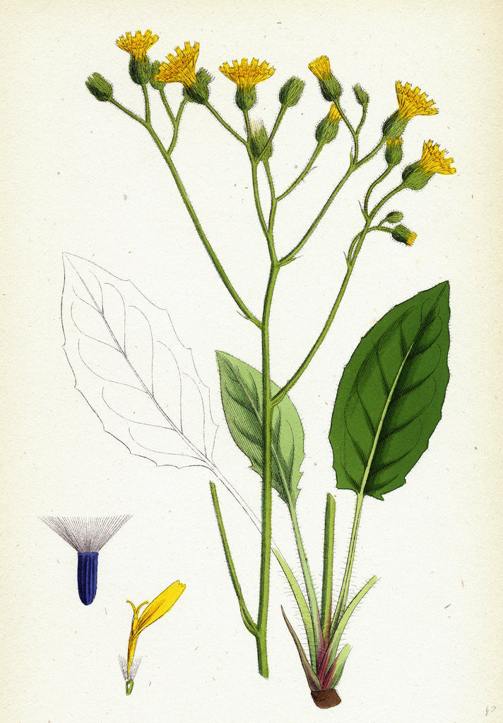 Detail of Hieracium Murorum Wall Hawkweed by Anonymous