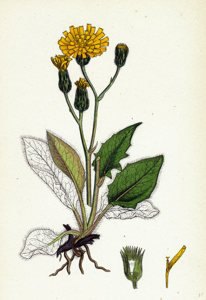 Detail of Hieracium Caesium Caesious Hawkweed by Anonymous