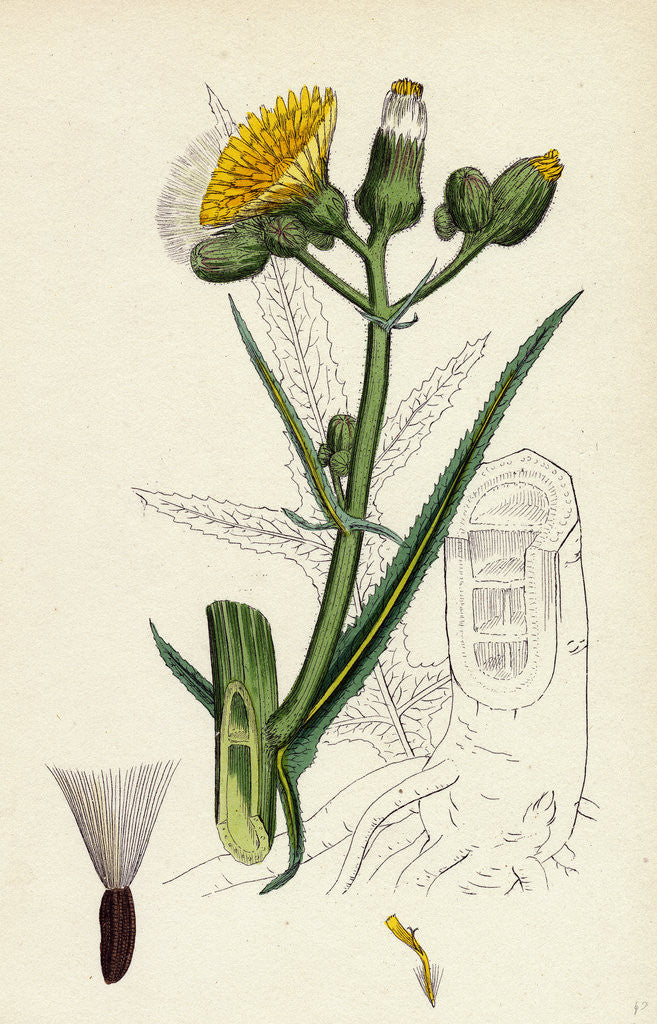 Detail of Sonchus Palustris Marsh Sow-Thistle by Anonymous