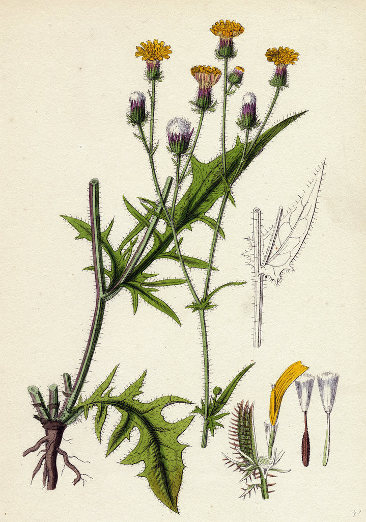 Detail of Crepis Setosa Bristly Hawk's-Beard by Anonymous