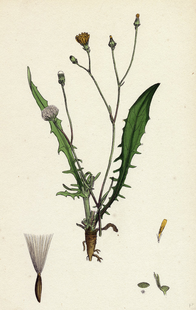 Detail of Crepis Virens Smooth Hawk's-Beard by Anonymous