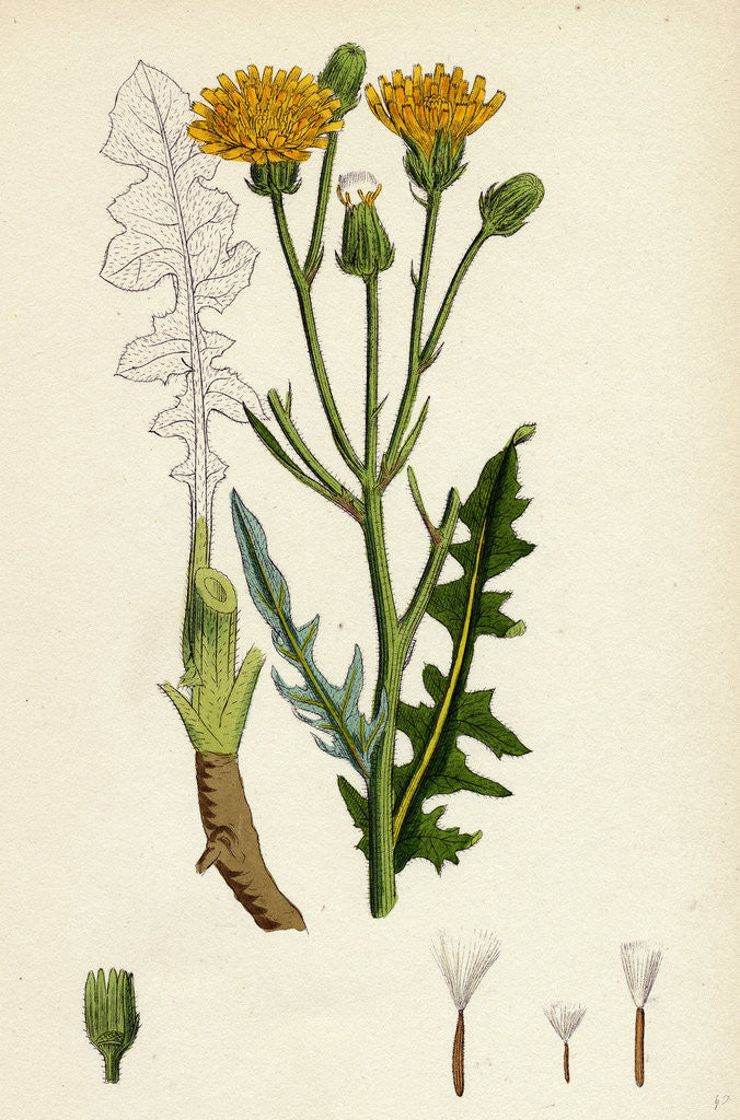 Detail of Crepis Biennis Large Rough Hawk's-Beard by Anonymous