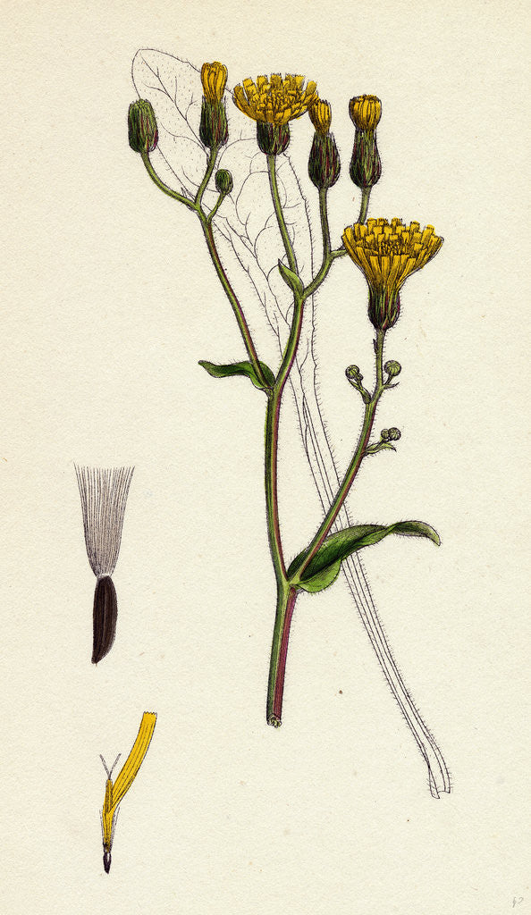Detail of Crepis Succisifolia Scabious-Leaved Hawk's-Beard by Anonymous