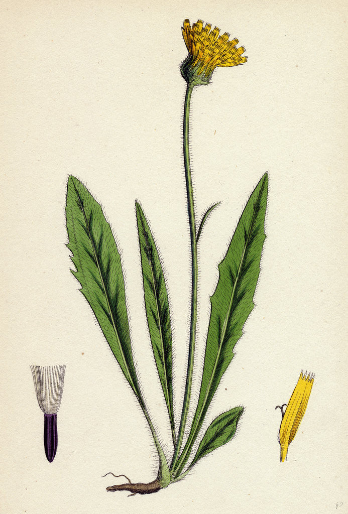 Detail of Hieracium Eximium Grey-Headed Hawkweed by Anonymous