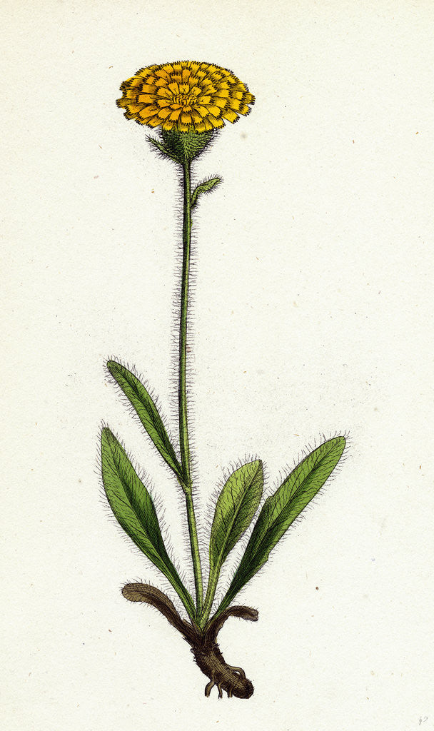 Detail of Hieracium Holosericeum Woolly-Headed Hawkweed by Anonymous