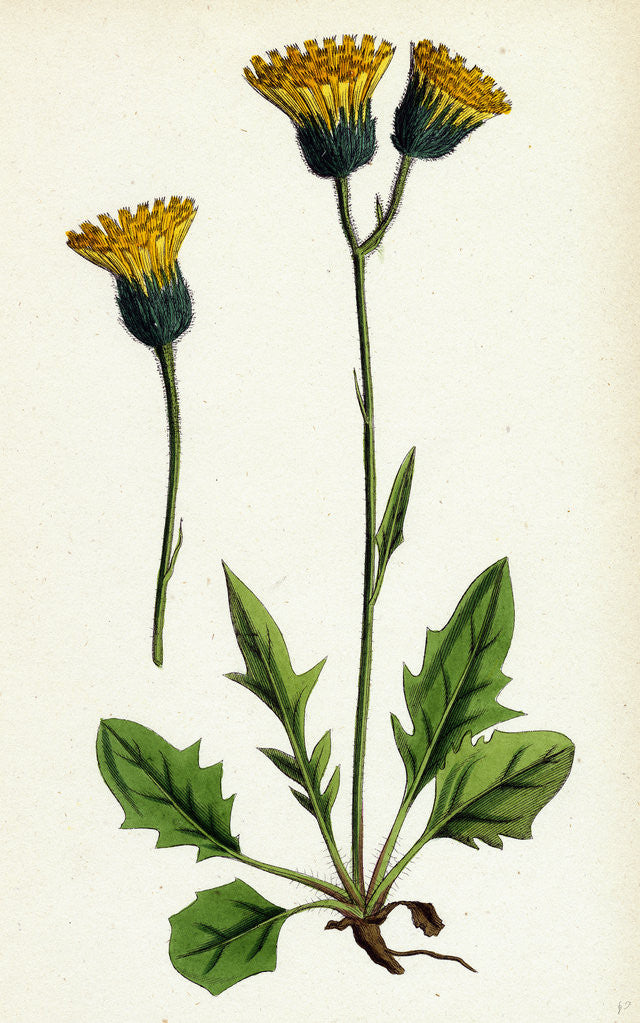 Detail of Hieracium Chrysanthum Var. Genuinum Golden-Flowered Hawkweed Var. A. by Anonymous