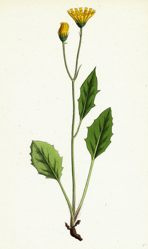 Detail of Hieracium Chrysanthum Var. Microcephalum Golden-Flowered Hawkweed Var. B. by Anonymous