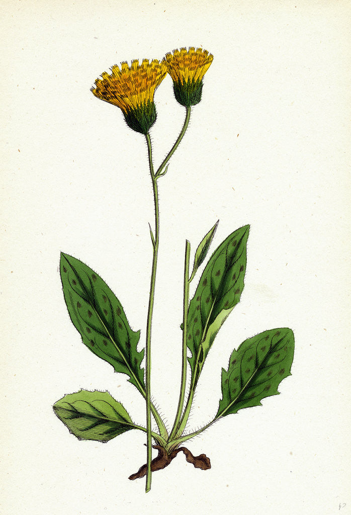 Detail of Hieracium Nigrescens Black-Headed Hawkweed by Anonymous